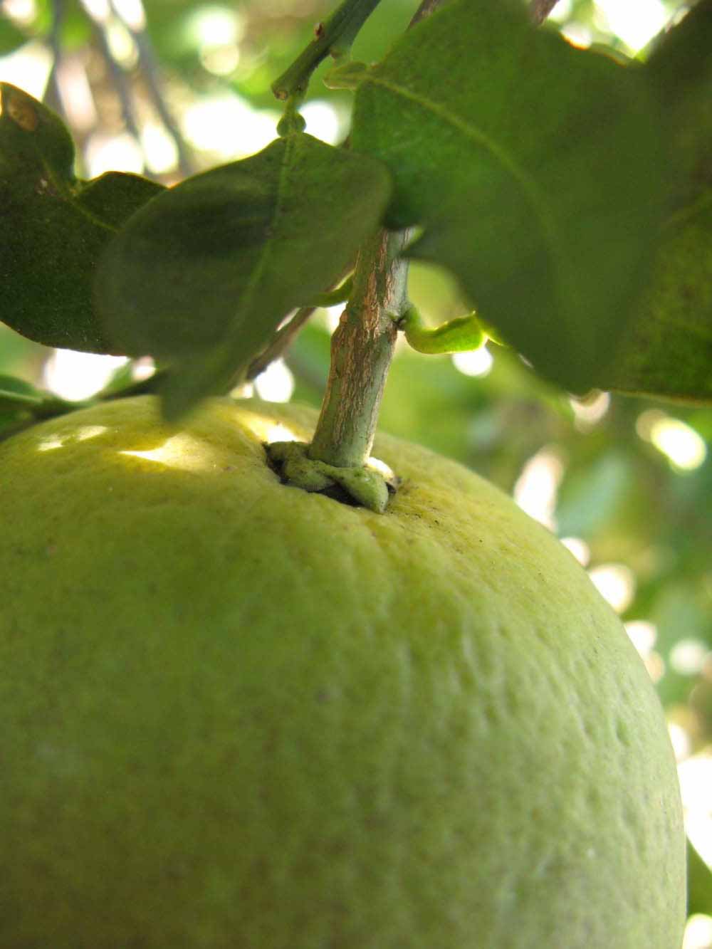              Immature fruit (Winter Haven, FL)       